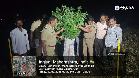 Illegal Ganja Cultivation Unearthed in Junnar's Tribal Region