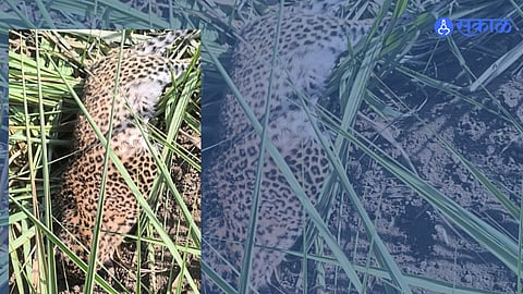 Discovery of the Dead Leopard
