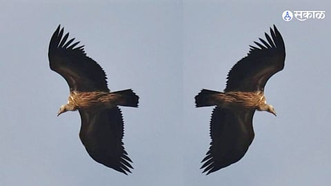 Wardha Biodiversity News 