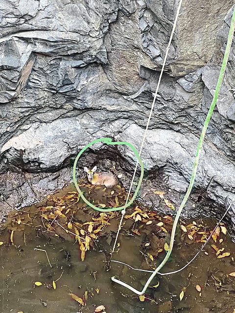 विहिरीत पडलेल्या चौशिंगा हरणाला जीवदान