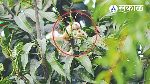 leucistic white squirrel spotted in Kolhapur India