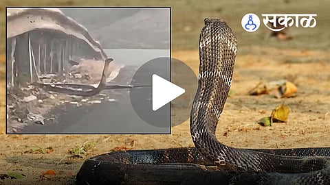 king cobra sighting in chandgad tilari forest