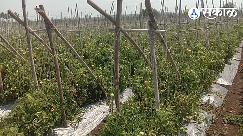 tomato agriculture loss