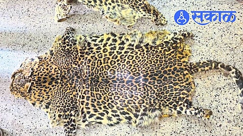 Leopard skin smuggling busted in Kolhapur