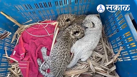 Nashik Dindori leopard cub rescue story