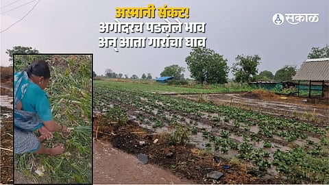 Nature's Fury in Ambegaon: Heavy Hailstorm Devastates Eastern Region
