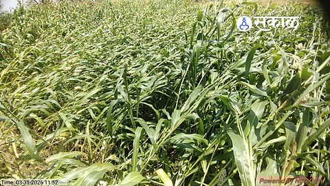 Crop Damage in Kinwat Sparks Demand for Immediate Relief