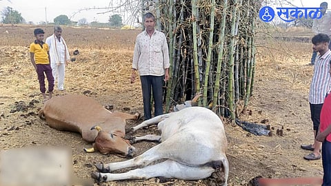 Two Oxen Killed by Lightning