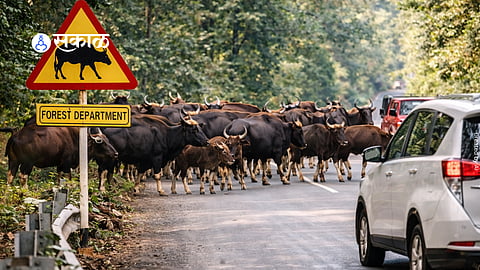 wild animals road safety