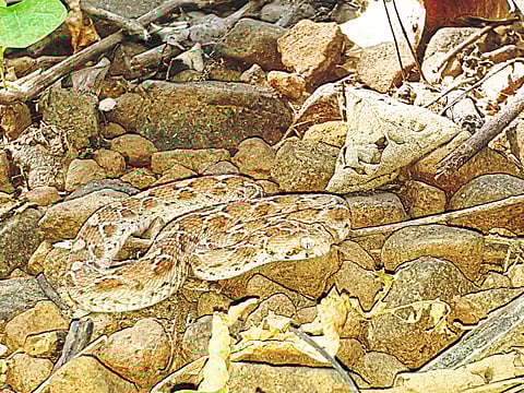 वाढत्या उन्हामुळे सरपटणारे प्राणी मानवी वस्तीत