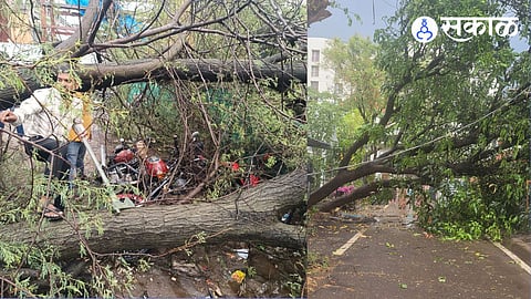 tree collapse in talegaon dabhade by unseasonal rain