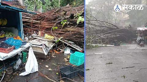 tree collapse by unseasonal rain on sinhgad road