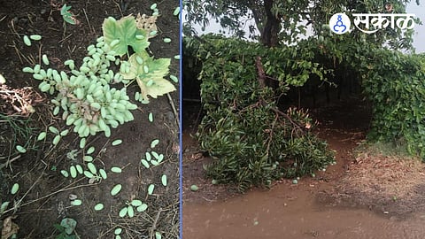 Mangalwedha Rain agriculture loss