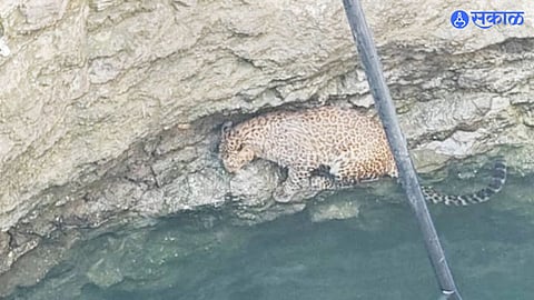Wild Encounter: Leopard Trapped in Well at Pimpalgaon-Khadki, Ambegaon