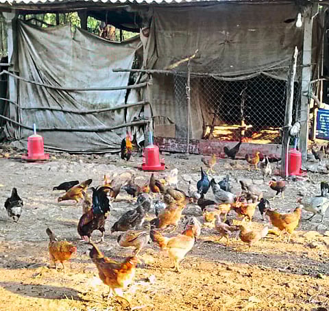 कुक्कुटपालनातून शेतकऱ्याची भरारी