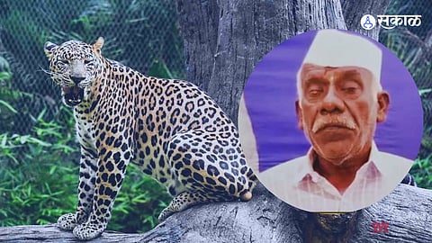 Sudden Ambush: Leopard Attacks Farmer While Tying Calf in Cattle Shed