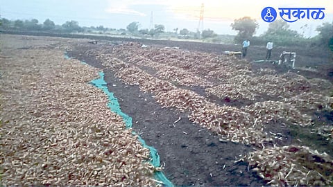 turmeric loss by rain