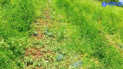 Rain Fury Impacts Agriculture; Farmers Suffer Heavy Losses in Region