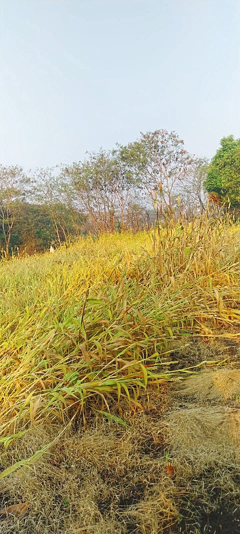 पावसामुळे ज्वारीचे नुकसान(फोटो)