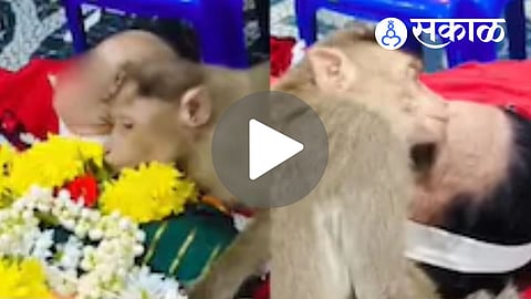 emotional Bangalore monkey story