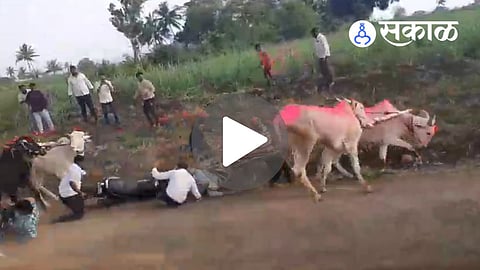 bullock cart race accident in Kolhapur