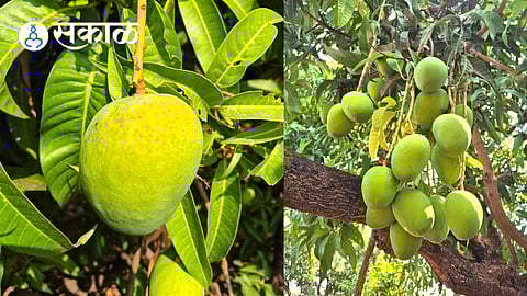 konkan mango farmers financial crisis
