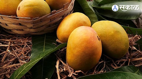 Alphonso mangoes