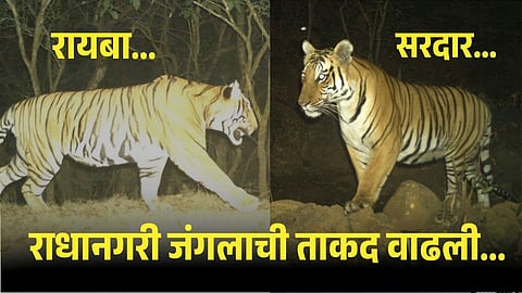 Two Tigers Radhanagari forest area of Kolhapur
