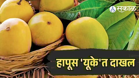 Konkan Alphonso Mango In UK