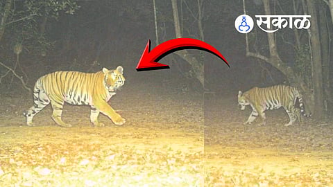sahyadri tiger reserve new tiger spotted