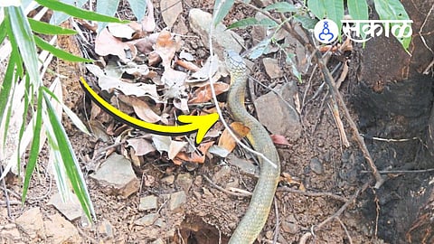 king cobra sighting in sindhudurg talakat forest