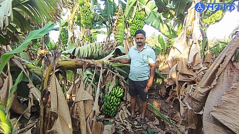 Bananas rotting on trees as farmers struggle with export halt and unpaid dues.