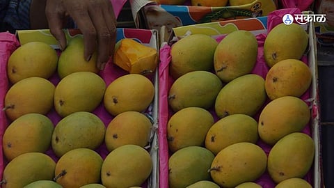 Lasalgaon Hapus Mango Export to New York