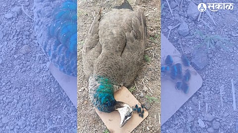 शिंगवे येथील संदीप मेहेत्रे यांच्या शेतात पूर्ण वाढ झालेली लांडोर मृतावस्थेत.