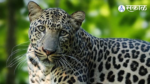 Malad Leopard Video Viral