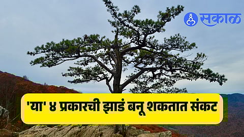 Vastu Shastra tips on plants to avoid near house like thorny cactus, peepal, banyan, milkweed, and ber trees that bring negative energy