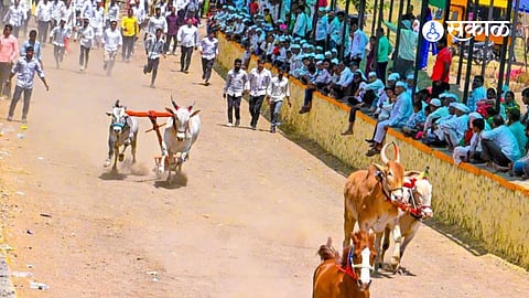 अवसरी बुद्रुक ता. आंबेगाव : येथील श्री भैरवनाथ यात्रेनिमित्त आयोजित बैलगाडा शर्यतीमधील क्षण