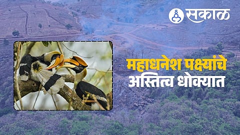 bird habitat destruction in Konkan