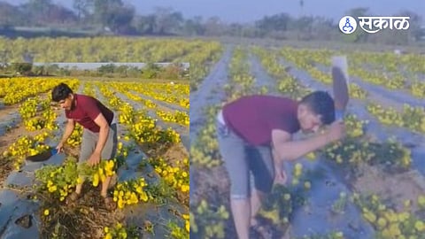 वाळुंजनगर ता. आंबेगाव : अवकाळी पाऊस आणि गारपिटीमुळे झेंडू उत्पादक शेतकऱ्यांचे मोठे नुकसान झाले आहे. गारांमुळे फुले खराब झाली आहे. खराब फुलांना बाजारभाव मिळत नसल्याने तरुण शेतकरी जयेश वाळुंज यांनी तोडायला आलेले दीड एकर क्षेत्रातील झेंडूचे पिक अक्षरशा कोयत्याने तोडून टाकले आहे.