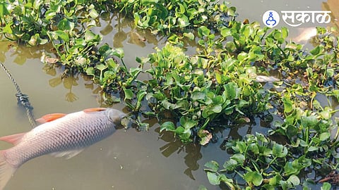 fish death in pashan lake