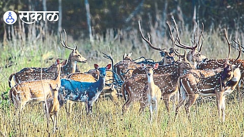 black chital spotted in Maharashtra forest