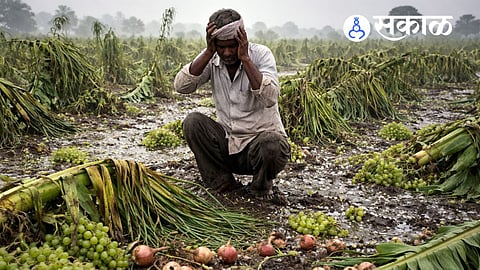 Maharashtra unseasonal rain impact on farmers
