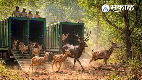 Herbivore Relocation in Sahyadri Tiger Reserve Boosts Wildlife Conservation
