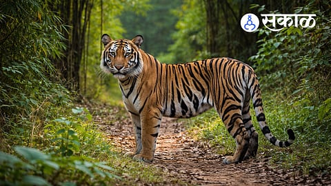 Tiger Spotted in Banda Sindhudurg Eco Sensitive Zone