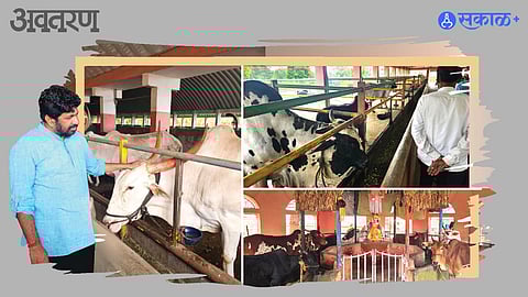 Vidarbha dairy revolution setback 