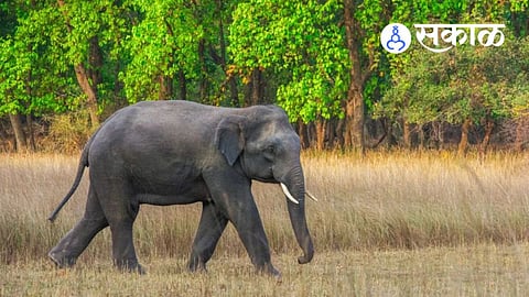 wild elephant entering Maharashtra from Goa