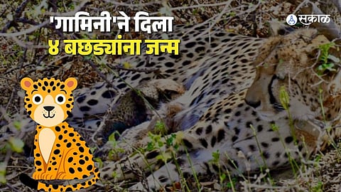 A Boost to Biodiversity: Union Minister Bhupender Yadav Celebrates the New Arrivals