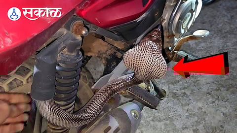 Panic Among Family After Snake Spotted Inside Bike