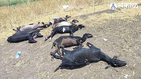 28 Sheep Die of Sunstroke