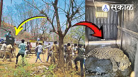 Leopard Spotted in Muktainagar Government Rest House Area